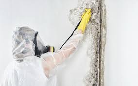 Best Residential Mold Inspection & Testing in Gypsum, CO